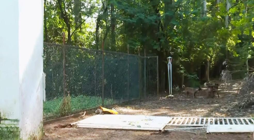 Dezenas de animais encontrados mortos em fazenda de Ibaté (SP)