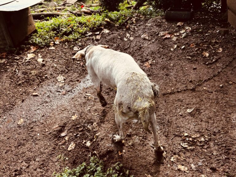 Brigada Militar Resgata 29 Animais em Situação de Maus-Tratos na Serra Gaúcha