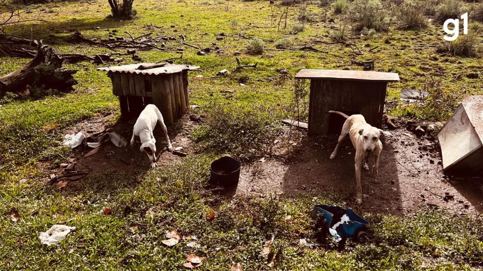 Cães amarrados e feridos, javali e ave em cativeiro