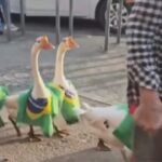 Gansos Desfilam com Bandeiras do Brasil e Viralizam nas Redes Sociais