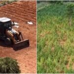 A Polícia Civil do Ceará localiza plantação com 290 mil pés de maconha em Acopiara