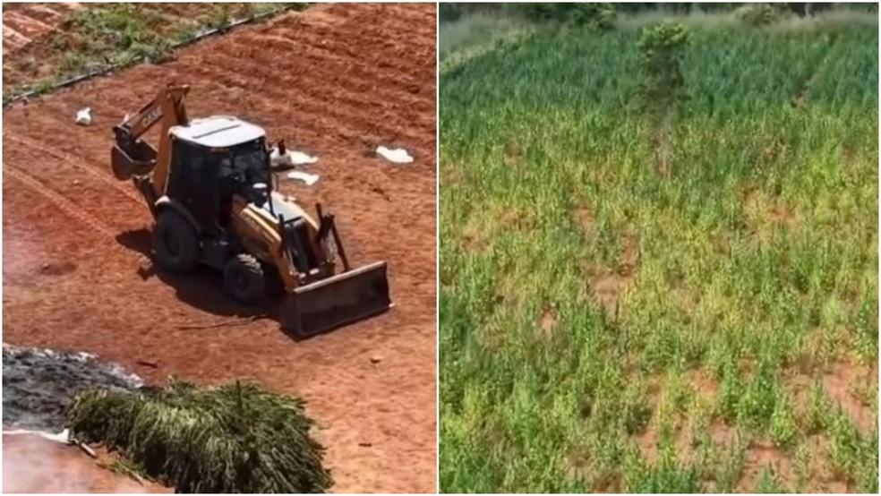 Polícia Civil derruba parte da plantação de maconha