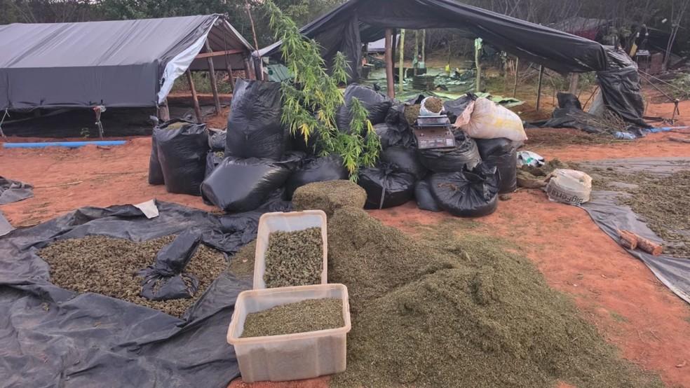Cinco toneladas de maconha apreendidas