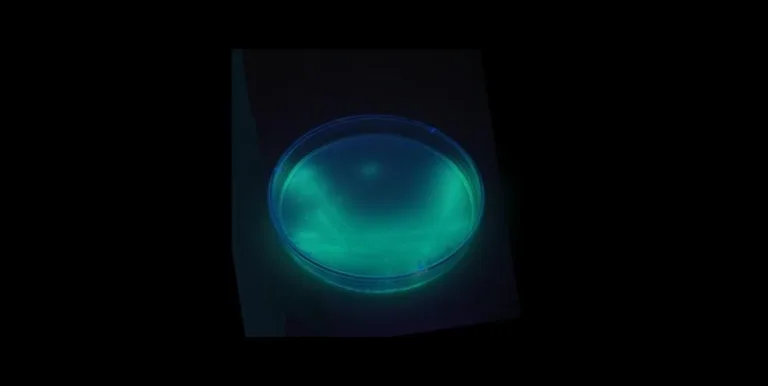 Pseudomonas Aeruginosa: Preocupações com Produtos da Água Crystal e Ypê