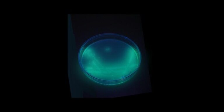 Pseudomonas Aeruginosa: Preocupações com Produtos da Água Crystal e Ypê