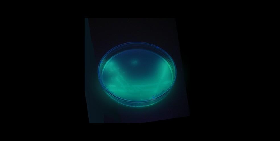 Pseudomonas aeruginosa com pigmento fluorescente em luz UV