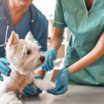 Governo Criminaliza Exercício Ilegal da Medicina Veterinária no Brasil