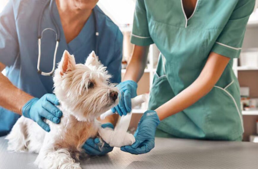 Governo Criminaliza Exercício Ilegal da Medicina Veterinária no Brasil