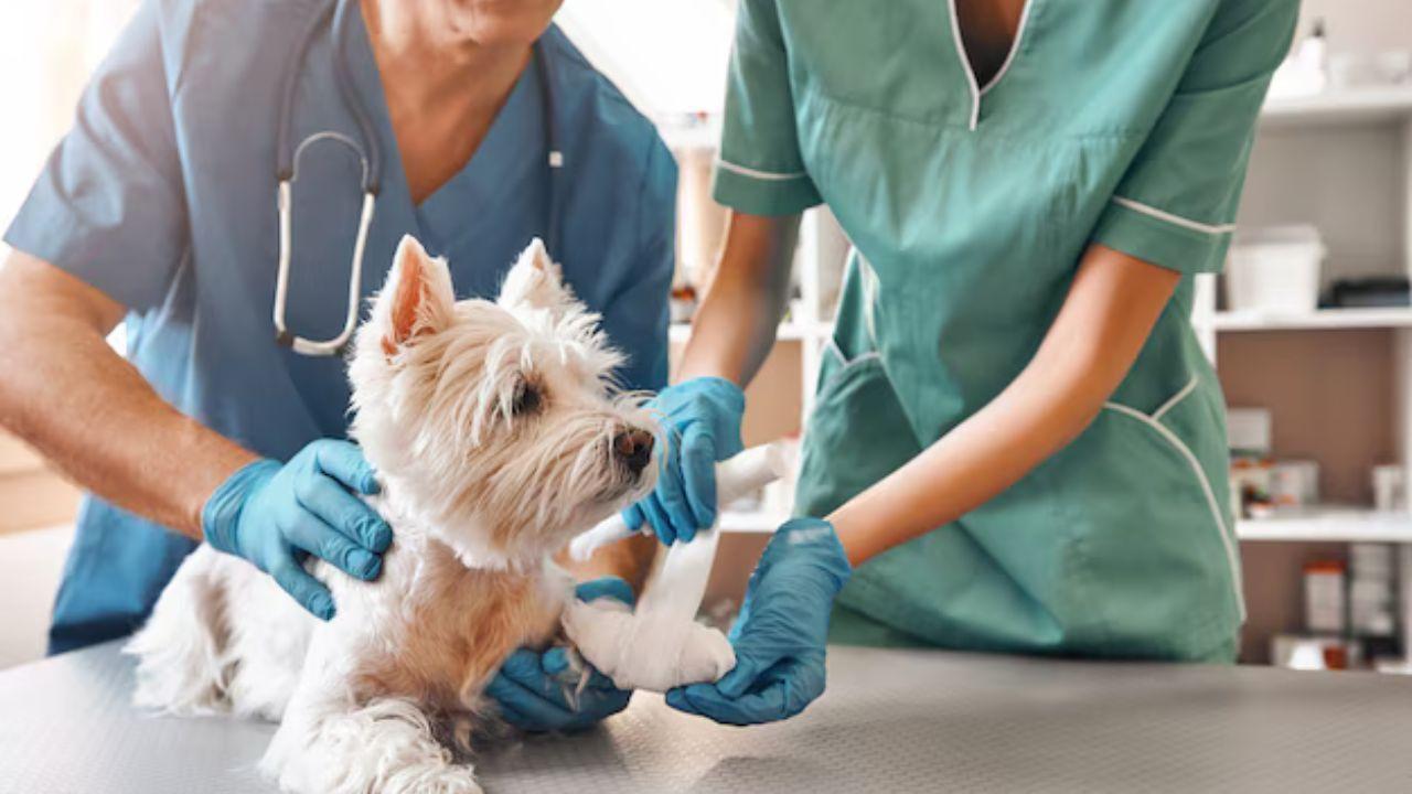 Governo criminaliza exercício ilegal da medicina veterinária