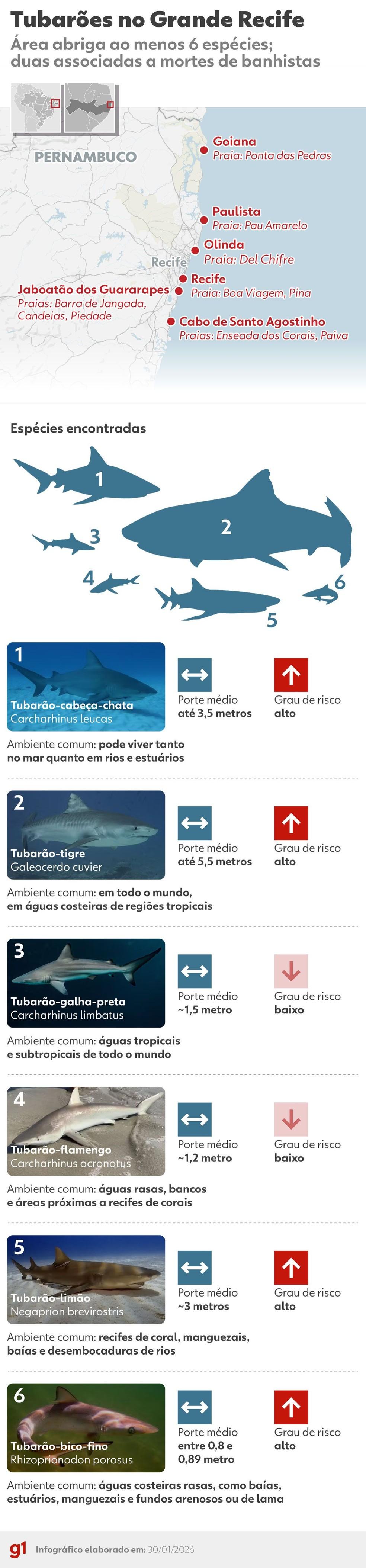 Infográfico das espécies de tubarão mais comuns no litoral de Pernambuco