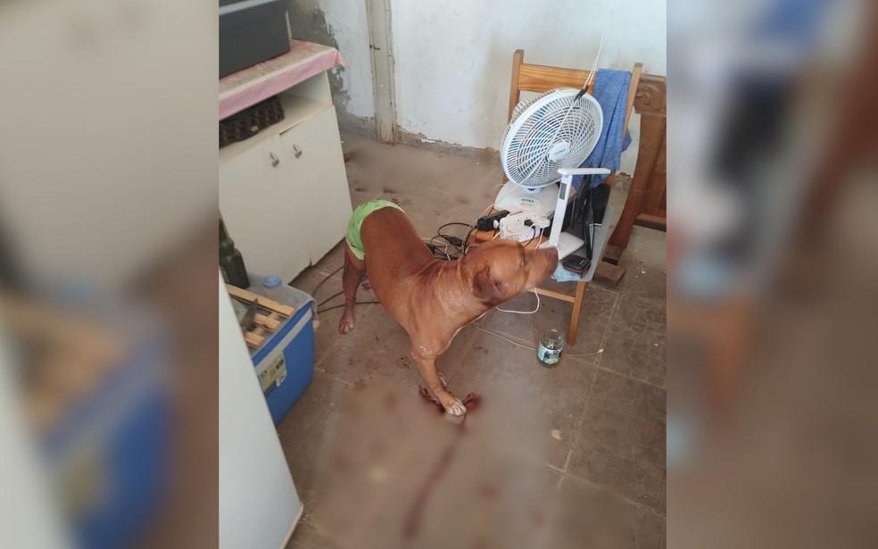 Pitbull Iron, o cão herói