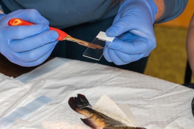 Câncer Transmissível: Descoberta Inédita em Peixes do Lago Memphremagog entre EUA e Canadá