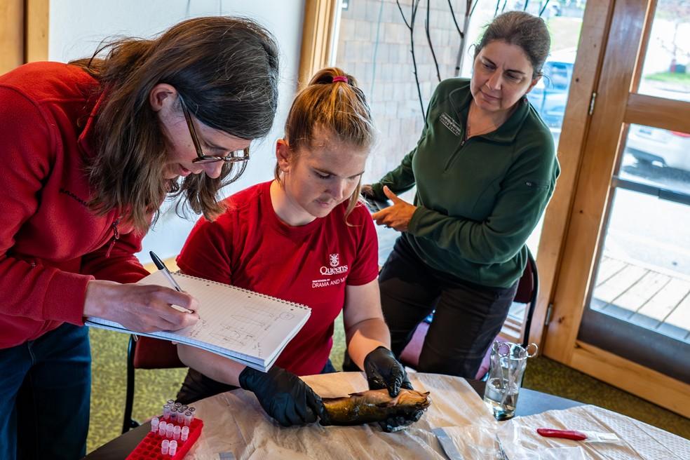 Câncer melanoma transmissível é identificado pela primeira vez entre peixes no Canadá.
