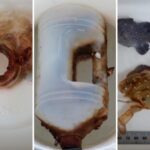 Caranguejo Sobrevive Dois Meses Dentro de Garrafa Plástica no Oceano