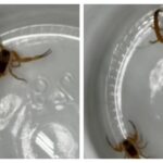 Escorpiões encontrados em central de esterilização do Hospital São Paulo
