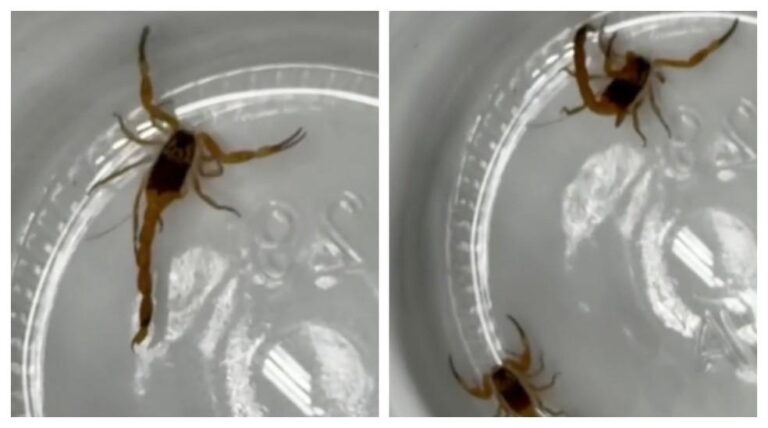 Escorpiões encontrados em central de esterilização do Hospital São Paulo