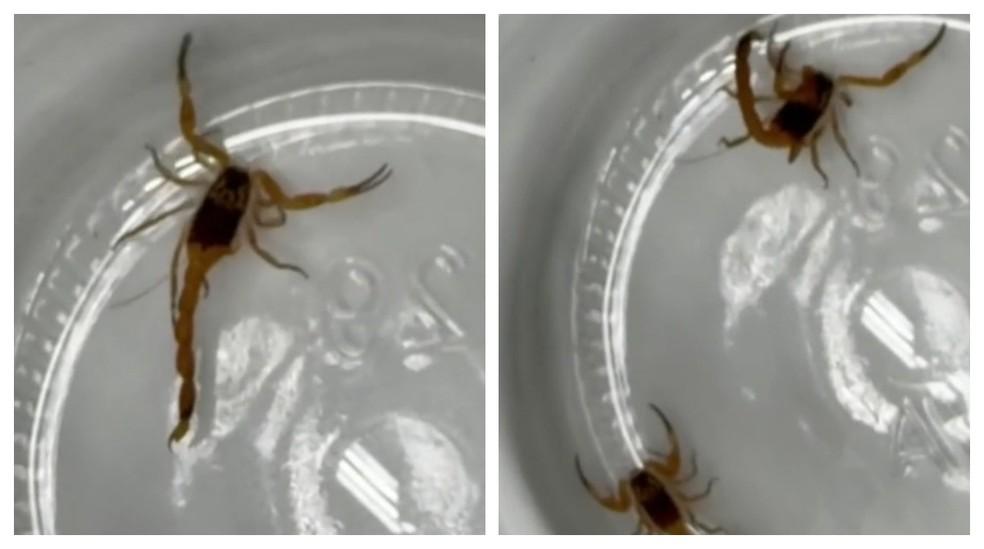 Escorpiões encontrados em sala em reforma no Hospital São Paulo.