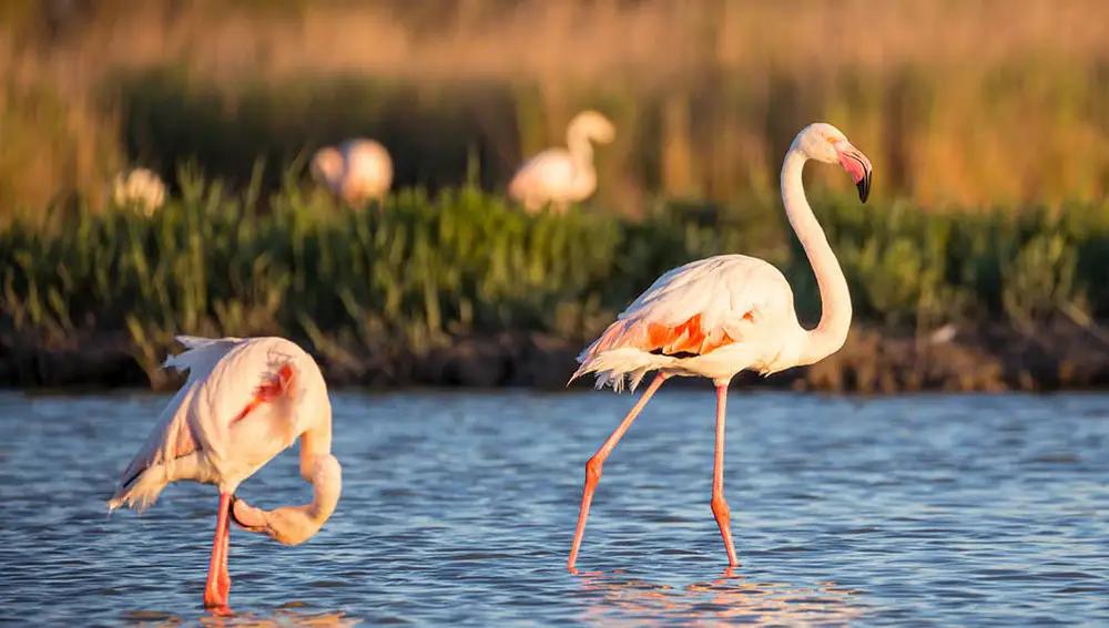 Flamencos no paraje natural de Punta Entinas-Sabinar