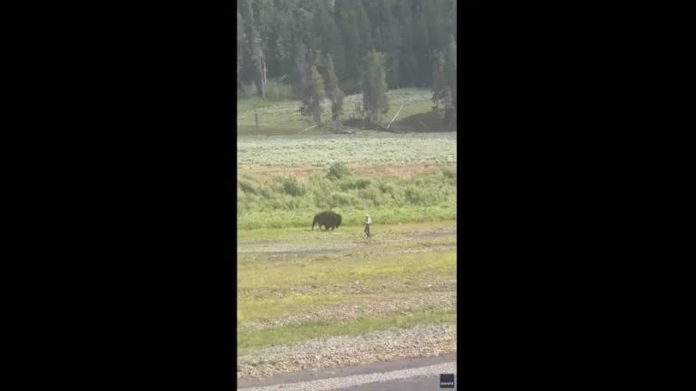 Fisherman Tem Encontro Surpreendente com Bisonte em Yellowstone