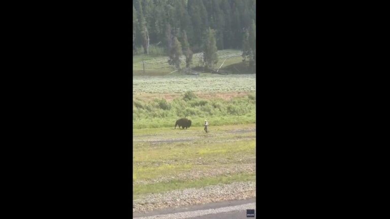 Fisherman Tem Encontro Surpreendente com Bisonte em Yellowstone